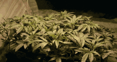 marijuana plant growing gif