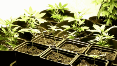 growing weed at home gif