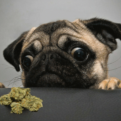 dogs with weed gif